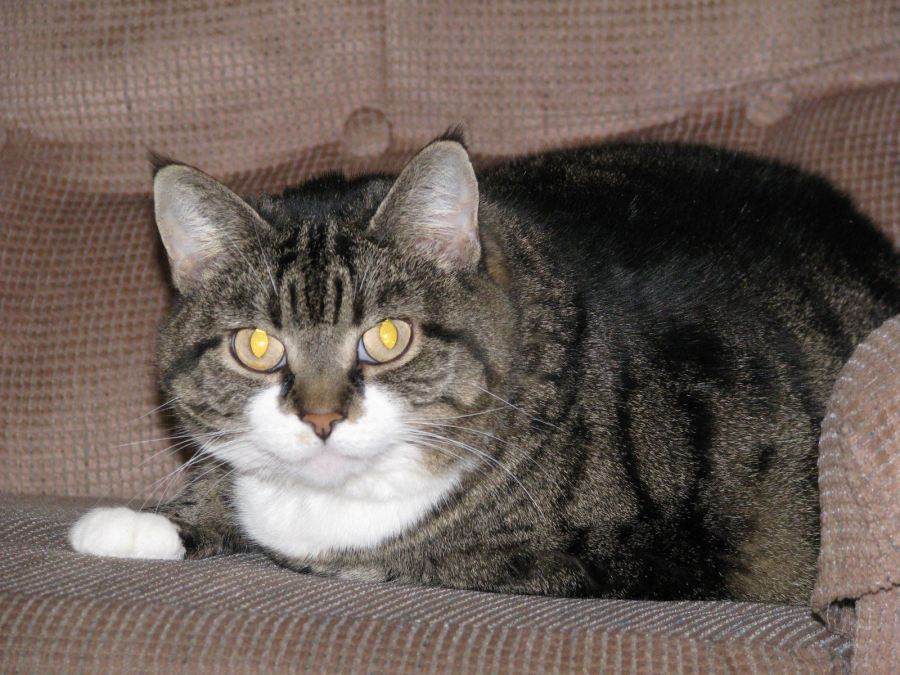 Emma, beloved cat&nbsp;(1999-2014)