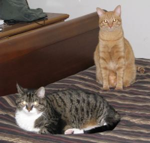 Emma with a rare shot of Euclid sitting still